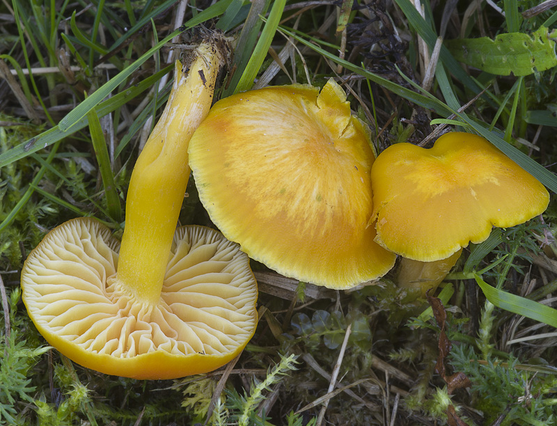 Hygrocybe chlorophana